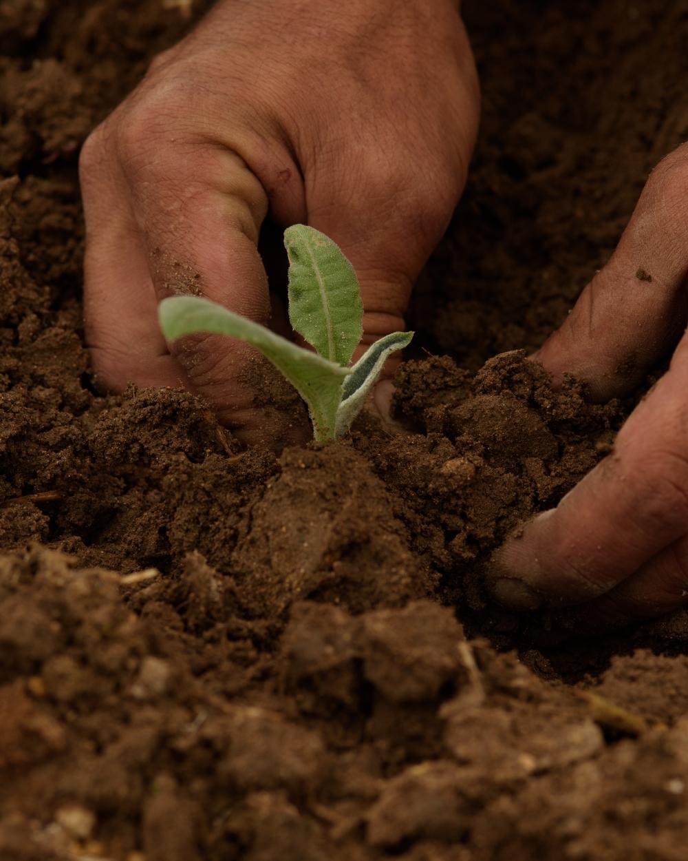 Rooted in Place: The Story of Organic Food
