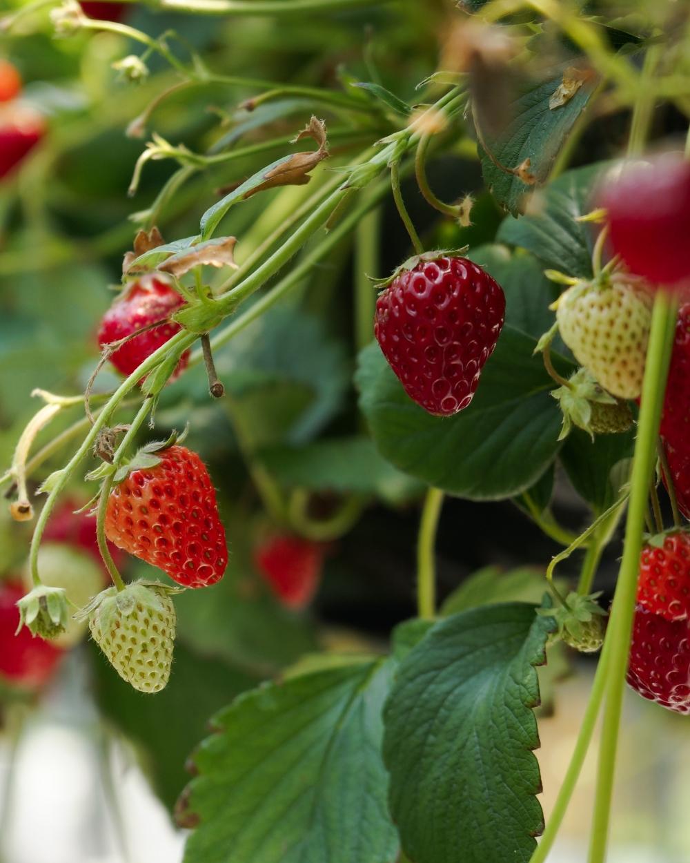 Top 10 Organic Foods Worth Choosing First